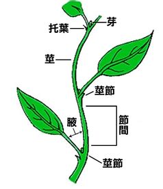 葉子生長在莖上的位置稱為什麼|葉序:類型,作用,原則,